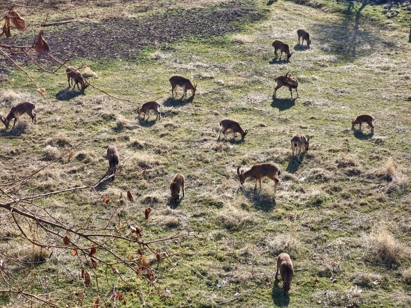 Tunceli'nin muhteşem doğasında o hayvan sürü halinde ortaya çıktı. Herkes çobansız sürü sanıyor. Yanına giden gerçeği görüyor - Resim: 1