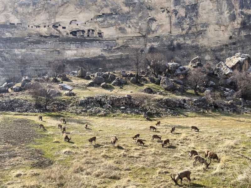 Tunceli'nin muhteşem doğasında o hayvan sürü halinde ortaya çıktı. Herkes çobansız sürü sanıyor. Yanına giden gerçeği görüyor - Resim: 5