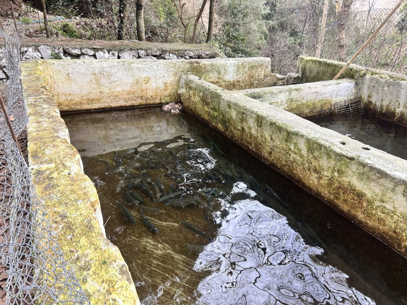 İskenderun'da buz gibi soğukta balık yemek için kafasını dikine balık dolu havuza daldıran hayvan korkunç şekilde telef oldu - Resim: 1