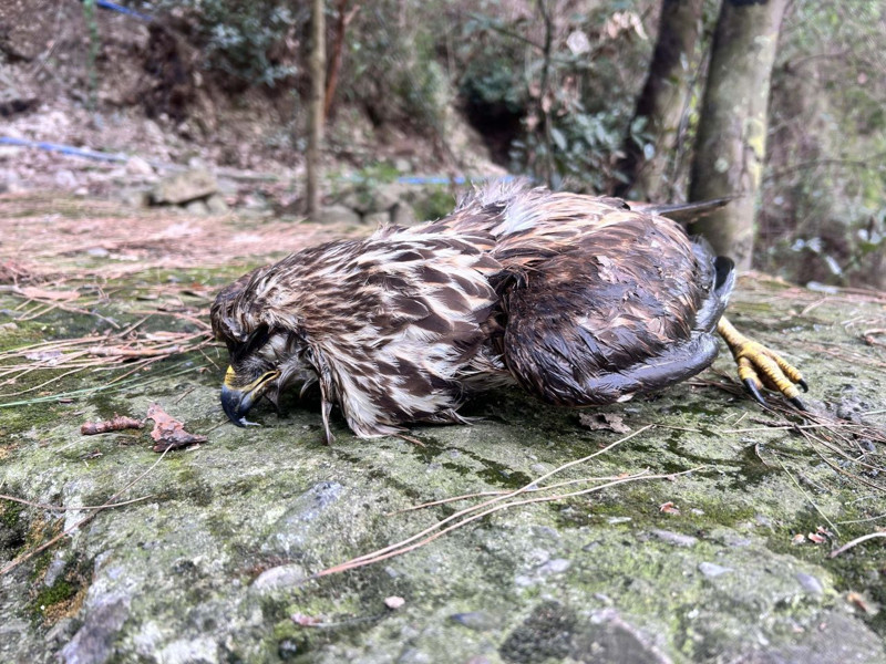 İskenderun'da buz gibi soğukta balık yemek için kafasını dikine balık dolu havuza daldıran hayvan korkunç şekilde telef oldu - Resim: 4
