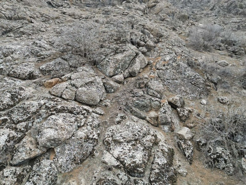 Şırnak'ta doğadan hızla kaybolan hayvan yukarıdan görüntülendi. Ortaya hayran bırakan görüntüler çıktı - Resim: 1