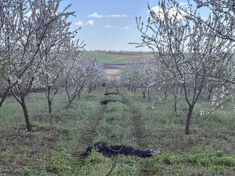 Edirne'de 25 dereceden bir anda 0'ladar kadar inecek. Cumartesi gecesi de çok tehlikeli. Çiftçilerin büyük hazırlığı başladı - Resim: 8