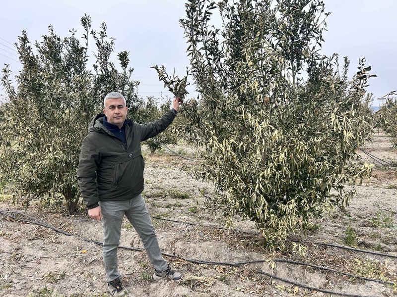 400 ağaçlık bahçesine Hatay'da giriş yapan vatandaş, gördüğü manzara ile yıkıldı. Korktuğumuz oldu. Herkes kendisininkini korusun - Resim: 6