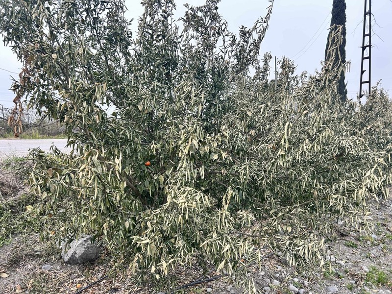 400 ağaçlık bahçesine Hatay'da giriş yapan vatandaş, gördüğü manzara ile yıkıldı. Korktuğumuz oldu. Herkes kendisininkini korusun - Resim: 4