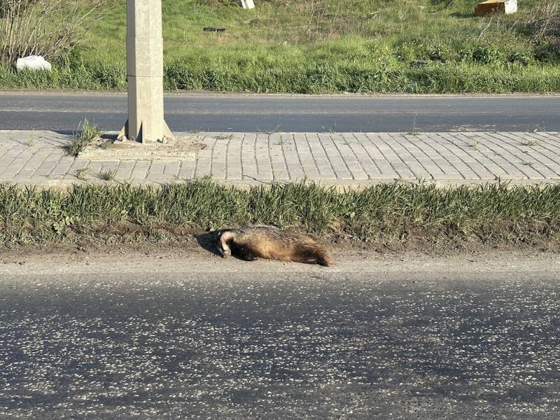 Tekirdağ'da kocaman 1 tane hayvan korkunç şekilde telef oldu. Araçtan inip hayvana bakınca tanımakta zorlandı - Resim: 1
