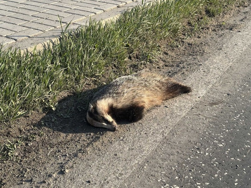 Tekirdağ'da kocaman 1 tane hayvan korkunç şekilde telef oldu. Araçtan inip hayvana bakınca tanımakta zorlandı - Resim: 2