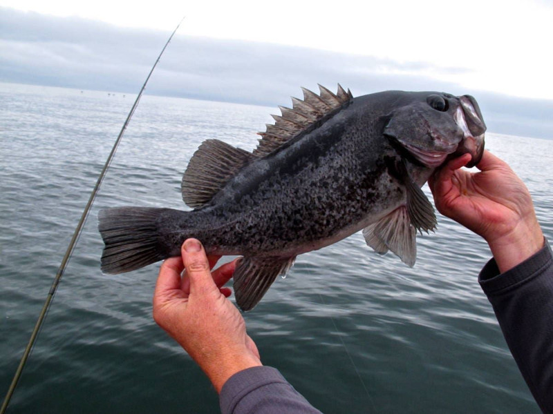 Çin üzerinden gelip Artvin, Giresun, Gümüşhane, Ordu, Rize, Samsun ve Trabzon'a giriş yaptı! Şimdilik 1 tane ama Marmara'yı da istila edebilir - Resim: 3