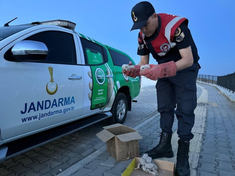 Kilis'te yol kenarındaki kutuyu açan vatandaş içinden 1,2,3,4 diye çıkan hayvanı görünce gözlerine inanamadı. Acilen jandarma ekiplerini aradı - Resim: 1
