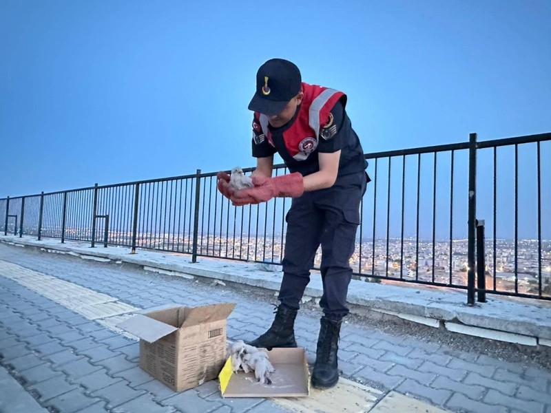 Kilis'te yol kenarındaki kutuyu açan vatandaş içinden 1,2,3,4 diye çıkan hayvanı görünce gözlerine inanamadı. Acilen jandarma ekiplerini aradı - Resim: 3