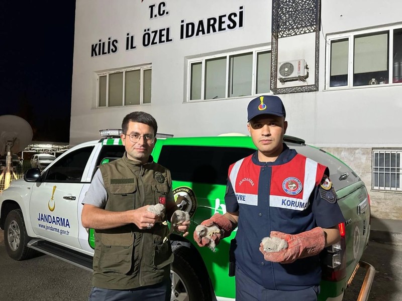 Kilis'te yol kenarındaki kutuyu açan vatandaş içinden 1,2,3,4 diye çıkan hayvanı görünce gözlerine inanamadı. Acilen jandarma ekiplerini aradı - Resim: 4