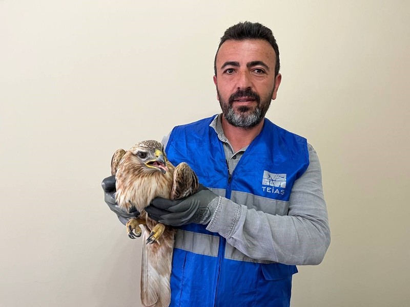 Niğde'de Enerji iletim hattında görevli hat bakım şefi Cengiz Koç çalışma sırasında o hayvanı gördü. 1 adım atacak hali yoktu - Resim: 2
