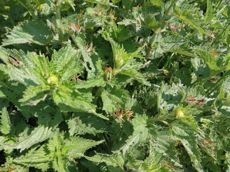 Manisa'da 1000'lerce hayvan aniden istilaya geçebilir... 1000'lerce hayvanın istilaya geçmemesi için büyük hazırlık başladı - Resim: 3