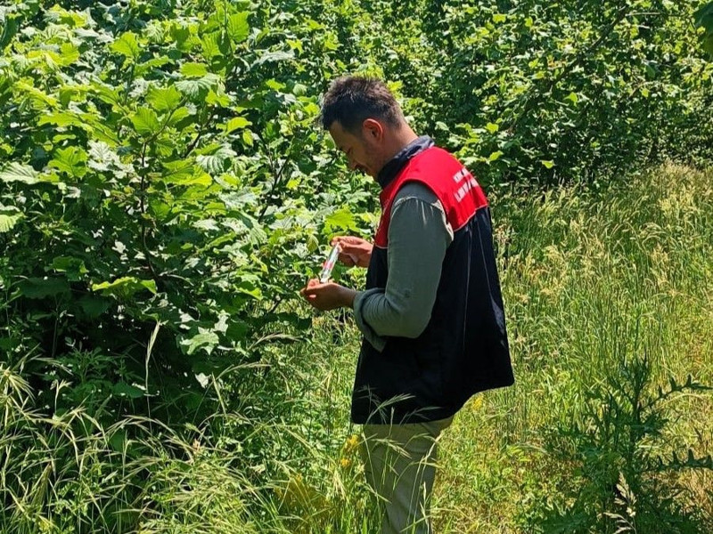 Kırklareli'nde 2000 tanesi doğaya salındı. Haftada 300.000 ile çoğalıp her yere dağılan istilacı hayvana kafa tutacaklar - Resim: 3