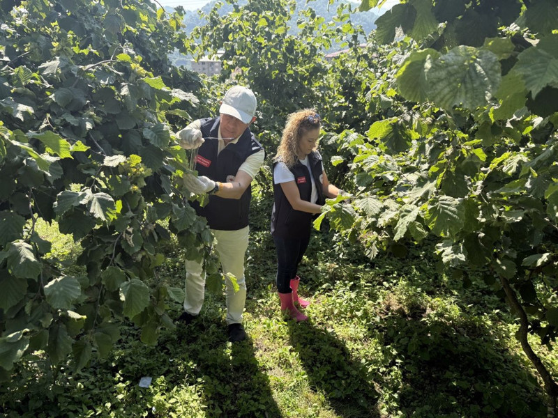 Giresun'da sadece 1 haftada 425.000 çoğalarak her yeri istila eden hayvana karşı kimsenin affı yok! 55 bin 888 tanesi salındı, 34,112 daha salınacak - Resim: 1