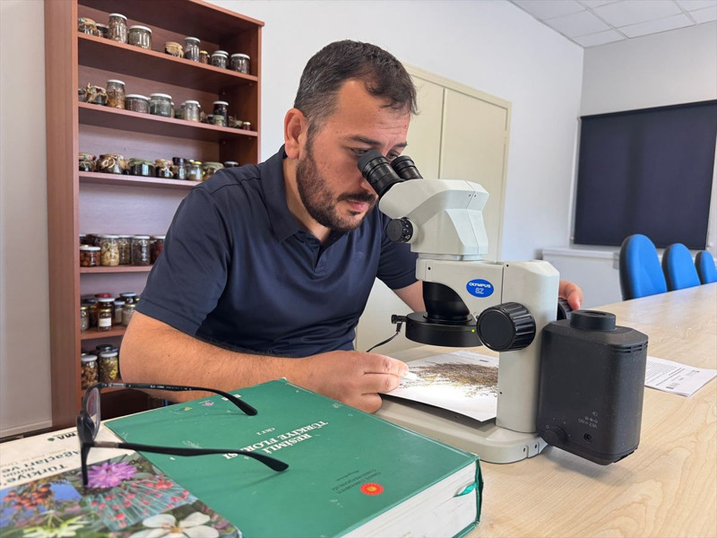 Bartın araştırmacılar tarafından doğada tespit edildi. Türkiye'de 1 tane daha eşi benzeri yok 80 üyesi varmış - Resim: 3