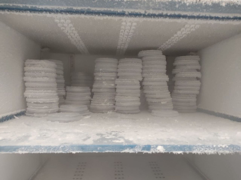 Ordu, Giresun, Samsun, Trabzon'dan sonra haftada 300.000 çoğalan istilacı Marmara'ya da giriş yaptı. Tek çare 10.000'lerce o hayvandan salmak - Resim: 1