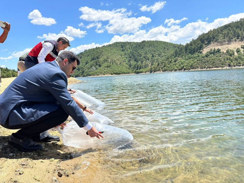 Kütahya’da 89.000 tanesi doğaya aynı noktadan bırakıldı... Tüm hayvanlar farklı noktalara doğru akın etti - Resim: 2