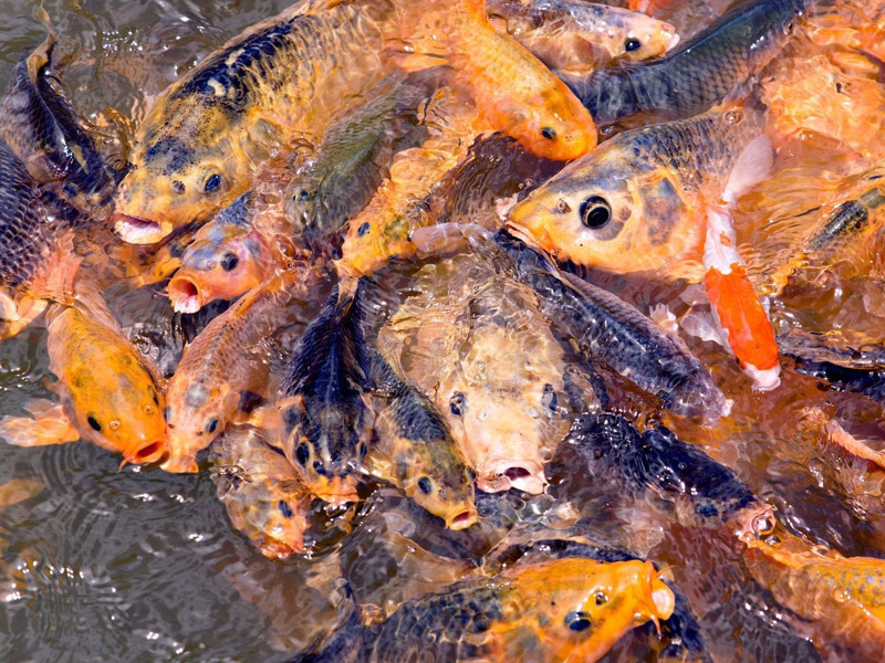 Muğla'da 40.000 tanesi aynı noktadan doğaya bırakıldı... 40.000 tanesi 1 saniyede farklı noktalara dağıldı - Resim: 4