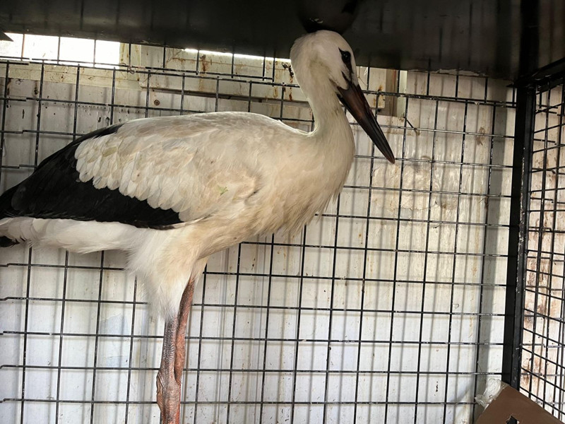 Yuvalarından düşen leylek yavruları tedavi altına alındı - Resim: 2
