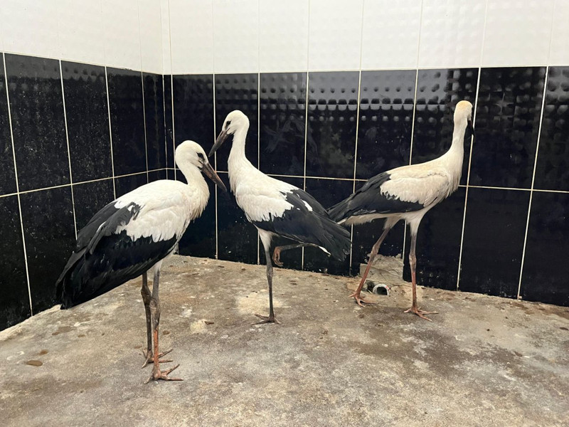 Yuvalarından düşen leylek yavruları tedavi altına alındı - Resim: 3