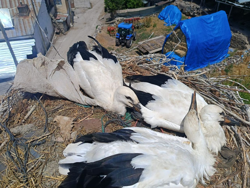 Erzurum'da boynuna takılan poşet yüzünden can çekişen hayvanı itfaiye kurtardı - Resim: 3