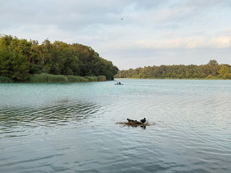 Adana’da Seyhan Nehri'nde tutunacak yer bulamayan kuşlar suyun üzerine yuva yaptı - Resim: 3