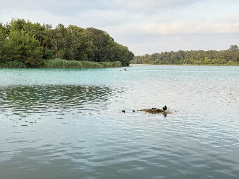 Adana’da Seyhan Nehri'nde tutunacak yer bulamayan kuşlar suyun üzerine yuva yaptı - Resim: 1
