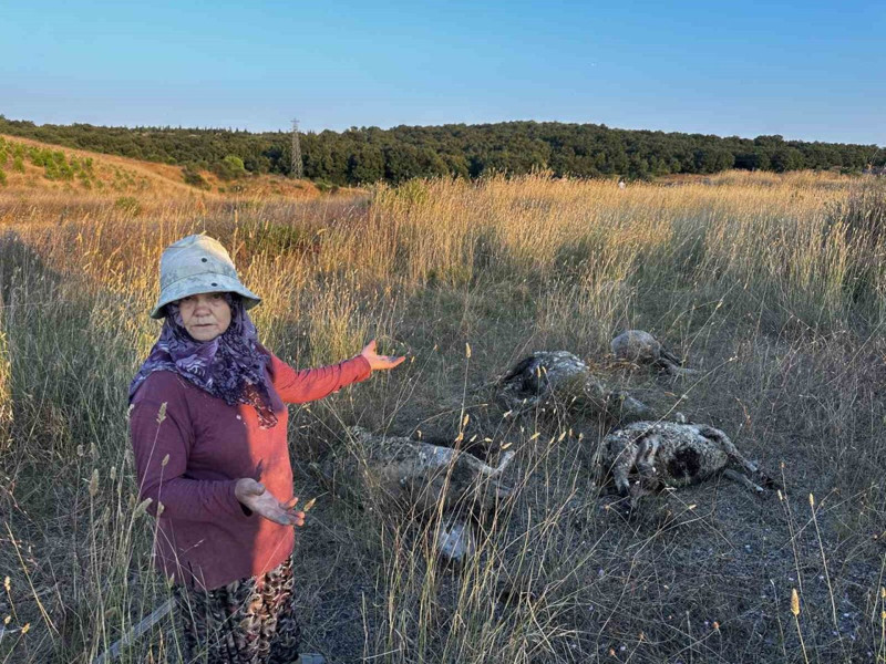 İstanbul’un hemen dibinde sabah saatlerinde yaşandı! 5 tanesi yerdeydi, seslerini kimseye duyuramadılar - Resim: 7