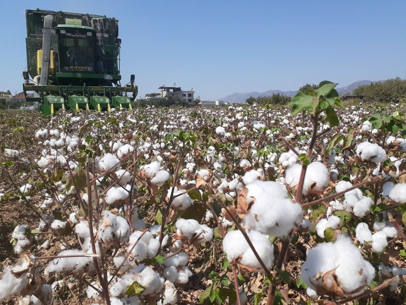 Tarlalarda sinsice ilerliyor, üreticilere kritik uyarı geldi! Yayılma hızı endişe yarattı - Resim: 1