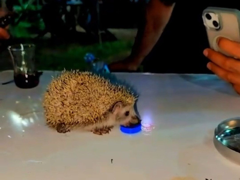 Siirt’te sıcaktan parkta hareketsiz kaldı, vatandaşlar su vererek kurtardı - Resim: 2