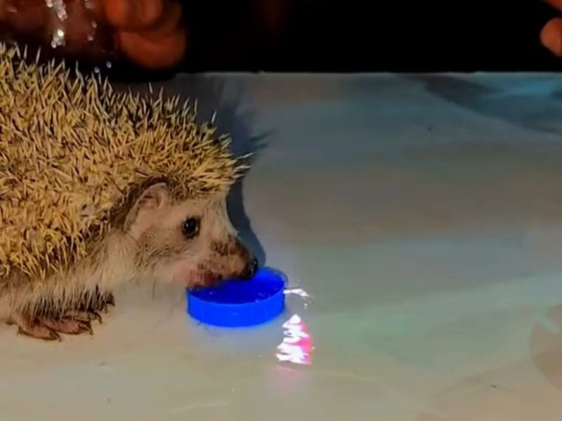 Siirt’te sıcaktan parkta hareketsiz kaldı, vatandaşlar su vererek kurtardı - Resim: 1