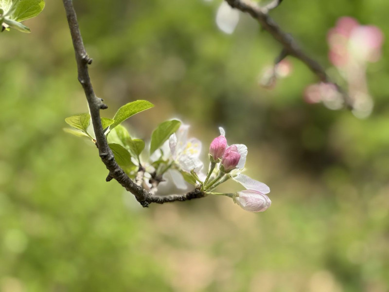 Karadeniz’in saklı rotası Artvin yaylalarında doğa ve huzur dolu bir kaçış - Resim: 2