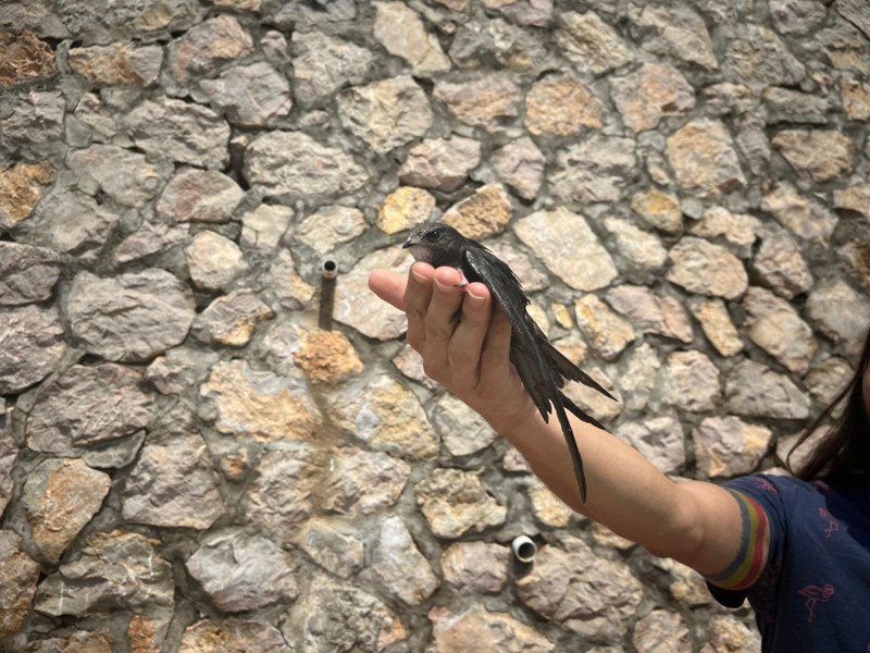 Ankara’da çatıdan düşen 5 ebabil kuşu tedavi edildi, sağlığına kavuşanlar doğaya bırakıldı - Resim: 5