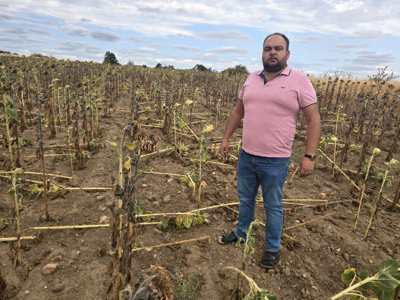 Süloğlu’nda ayçiçeği tarlalarını yaban domuzları bastı, çiftçiler av yasağının kaldırılmasını istiyor - Resim: 4