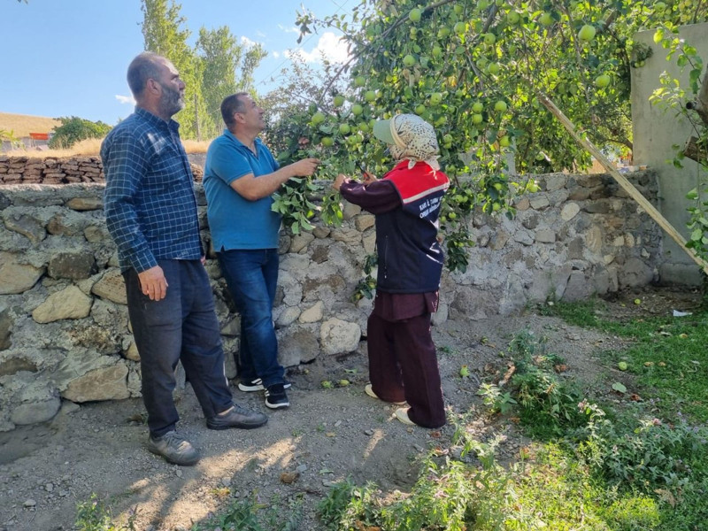 Kars’ın Digor ilçesinde elma, erik ve vişne ağaçlarına aşılama yapıldı, verim artışı hedefleniyor - Resim: 4
