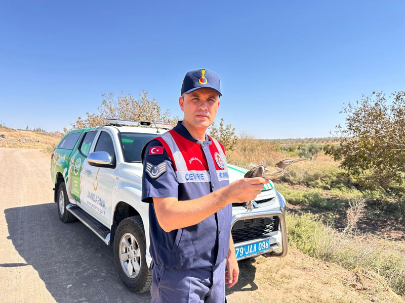 Kilis’te yol kenarında Fark edildi. Küçük bedeni bitkin düşünce hemen koruma altına alındı, tedavisi sürüyor - Resim: 3