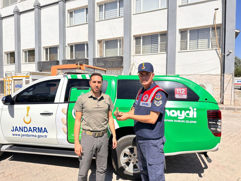 Kilis’te yol kenarında Fark edildi. Küçük bedeni bitkin düşünce hemen koruma altına alındı, tedavisi sürüyor - Resim: 1