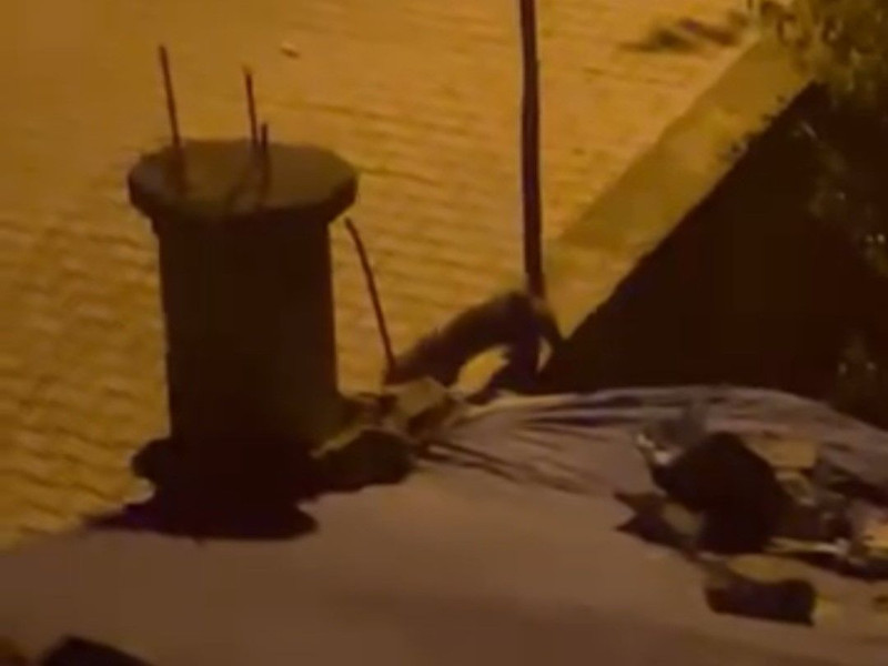 Siirt’te dün yakalanıp doğaya bırakıldı, gece yarısı yine aynı bahçede belirdi - Resim: 1