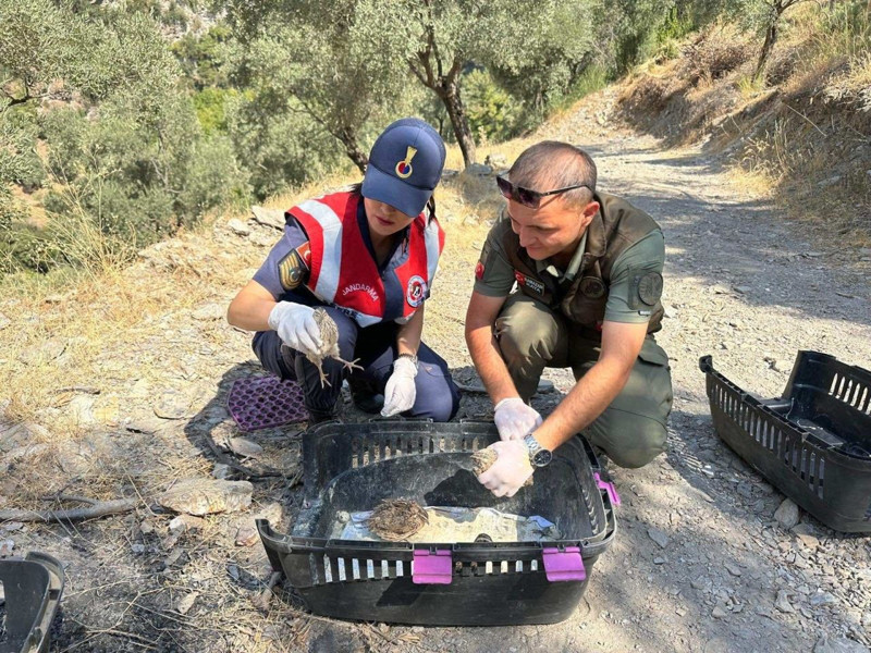 Aydın’da 46 canlı aynı anda doğayla buluştu, farklı yönlere dağıldılar - Resim: 3
