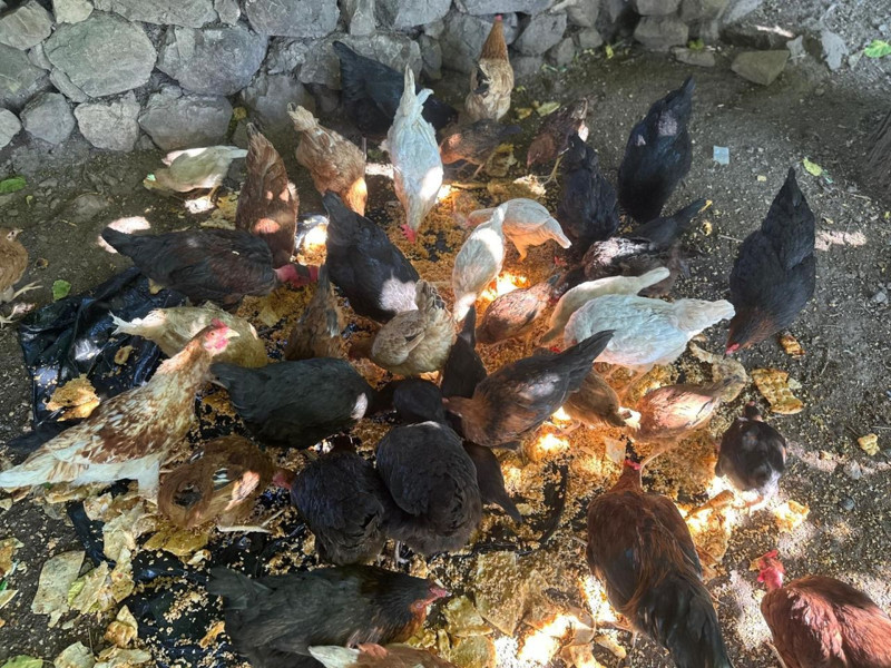 Elazığ'da mahallelinin başı o hayvanla dertte. 2 ayda 150'den fazla hayvan telef oldu, çözümü nöbet tutmakta buldular - Resim: 3