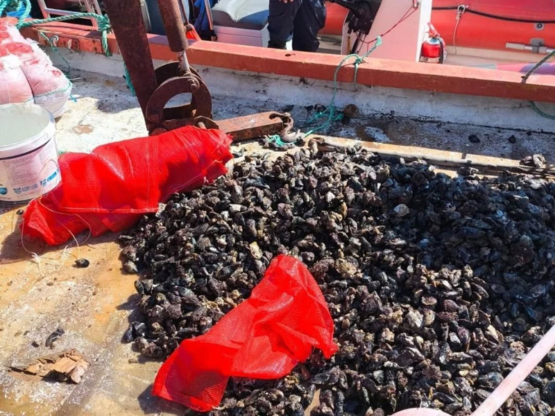 Aydın'da kaçak avcılara ceza yağdı! 600 kilogram deniz mahsulü suya bırakıldı! - Resim: 4