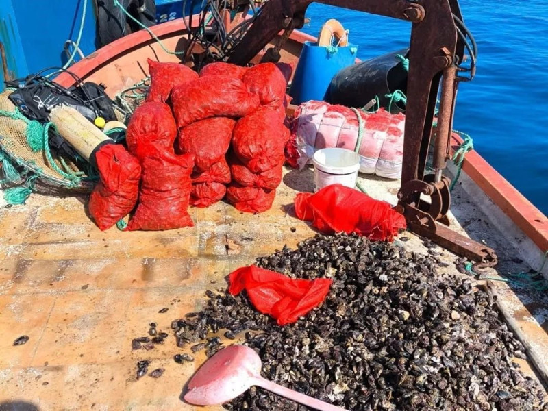 Aydın'da kaçak avcılara ceza yağdı! 600 kilogram deniz mahsulü suya bırakıldı! - Resim: 1
