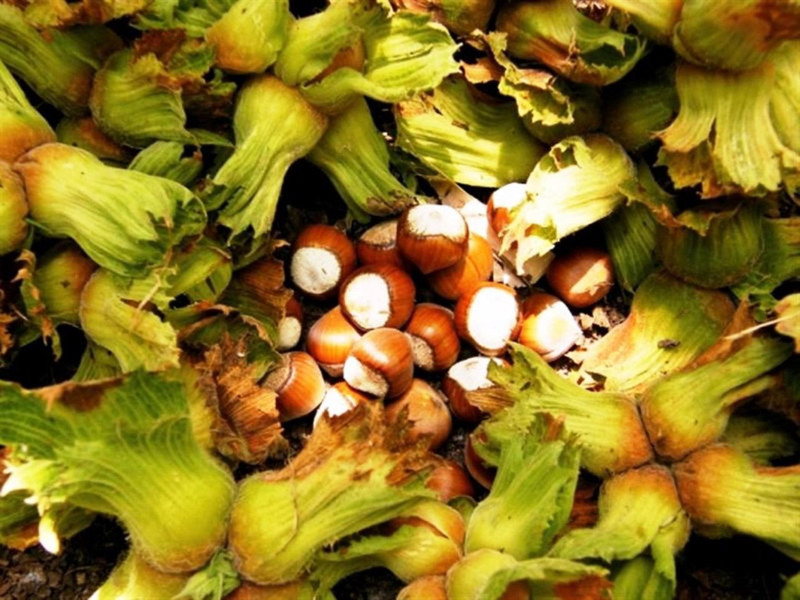 Erzincan’da bir ilke imza attı! Olmaz denileni başaran çift, o üründen 1 ton verim bekliyor - Resim: 2