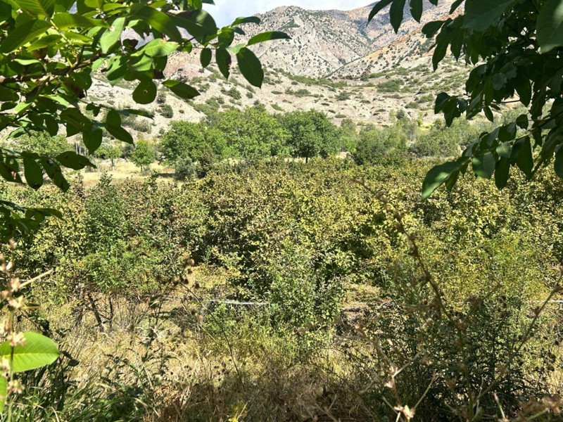 Erzincan’da bir ilke imza attı! Olmaz denileni başaran çift, o üründen 1 ton verim bekliyor - Resim: 1