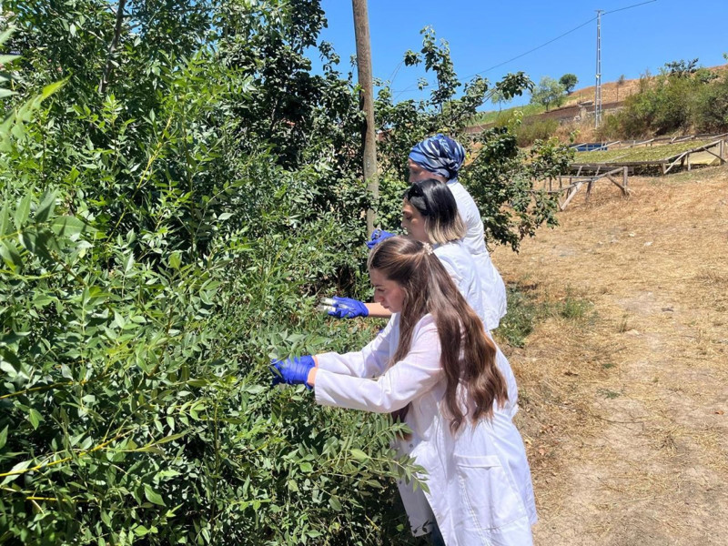 Samsun'da her yeri 100.000'lercesi sardı. Çiftçileri illallah ettiren istilacıya karşı 1 milyon tanesi doğaya bırakıldı - Resim: 5