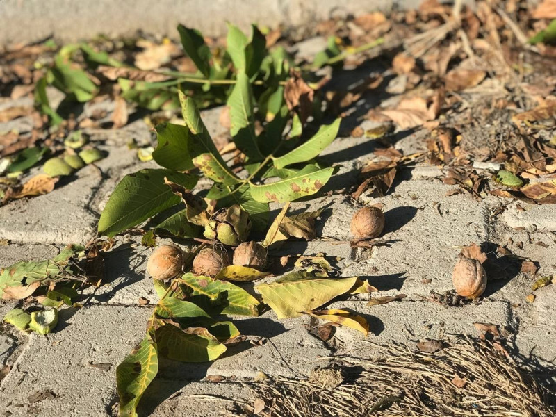 Kabuğu ince, içi dolu Erzincan cevizi 150-200 liradan alıcı buluyor - Resim: 4