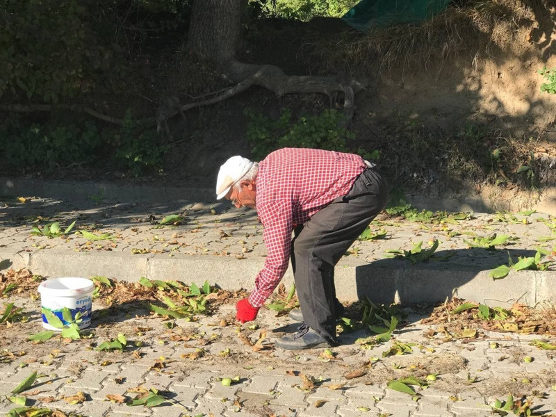 Kabuğu ince, içi dolu Erzincan cevizi 150-200 liradan alıcı buluyor - Resim: 3