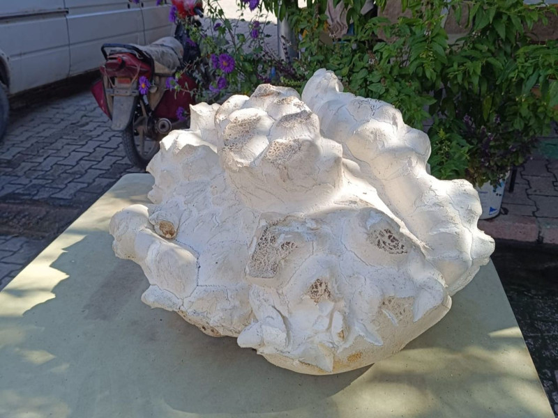 Onu ilk gördüğünde taş sandı, ne olduğunu anladıklarında şaşkınlıktan donup kaldılar! Devasa boyutta... Tam 19 kilogram - Resim: 3