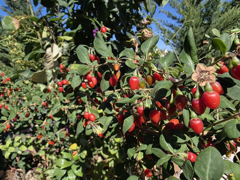 Van'da görevli doktor tarafından yetiştirildi. Bölge halkı da ilginç karşıladı - Resim: 8