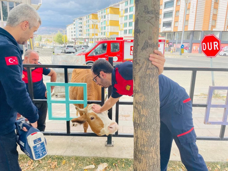 Bingöl’de Parkta demir korkuluklara sıkıştı! Ekipler o canlıyı kurtarmak için seferber oldu - Resim: 1